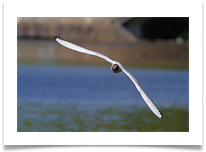 5 - Gull - Chris Beesley